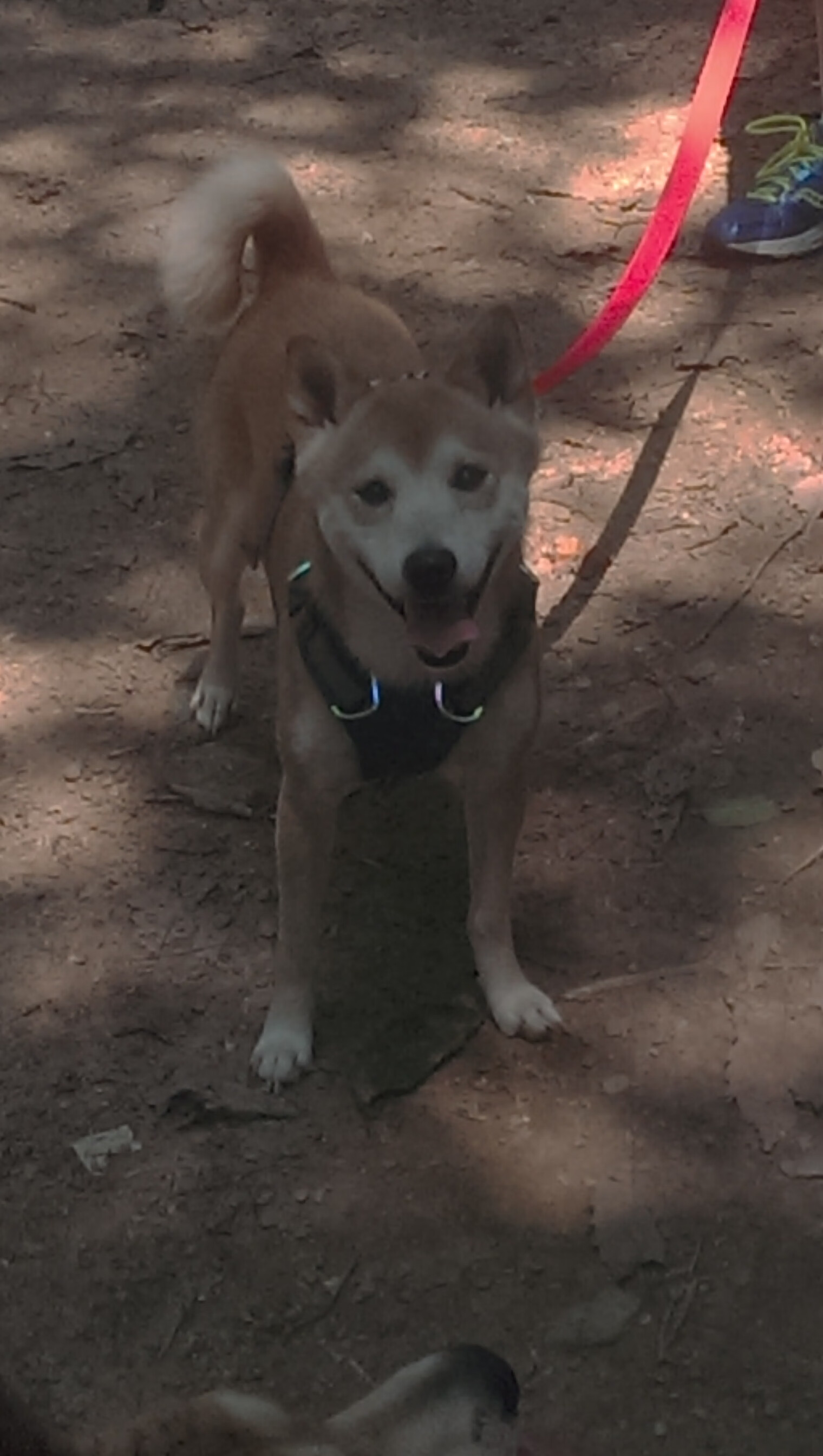 华体会app注册-篮球运动员训练计划科学制定及执行效果的跟踪研究，篮球职业球员训练计划