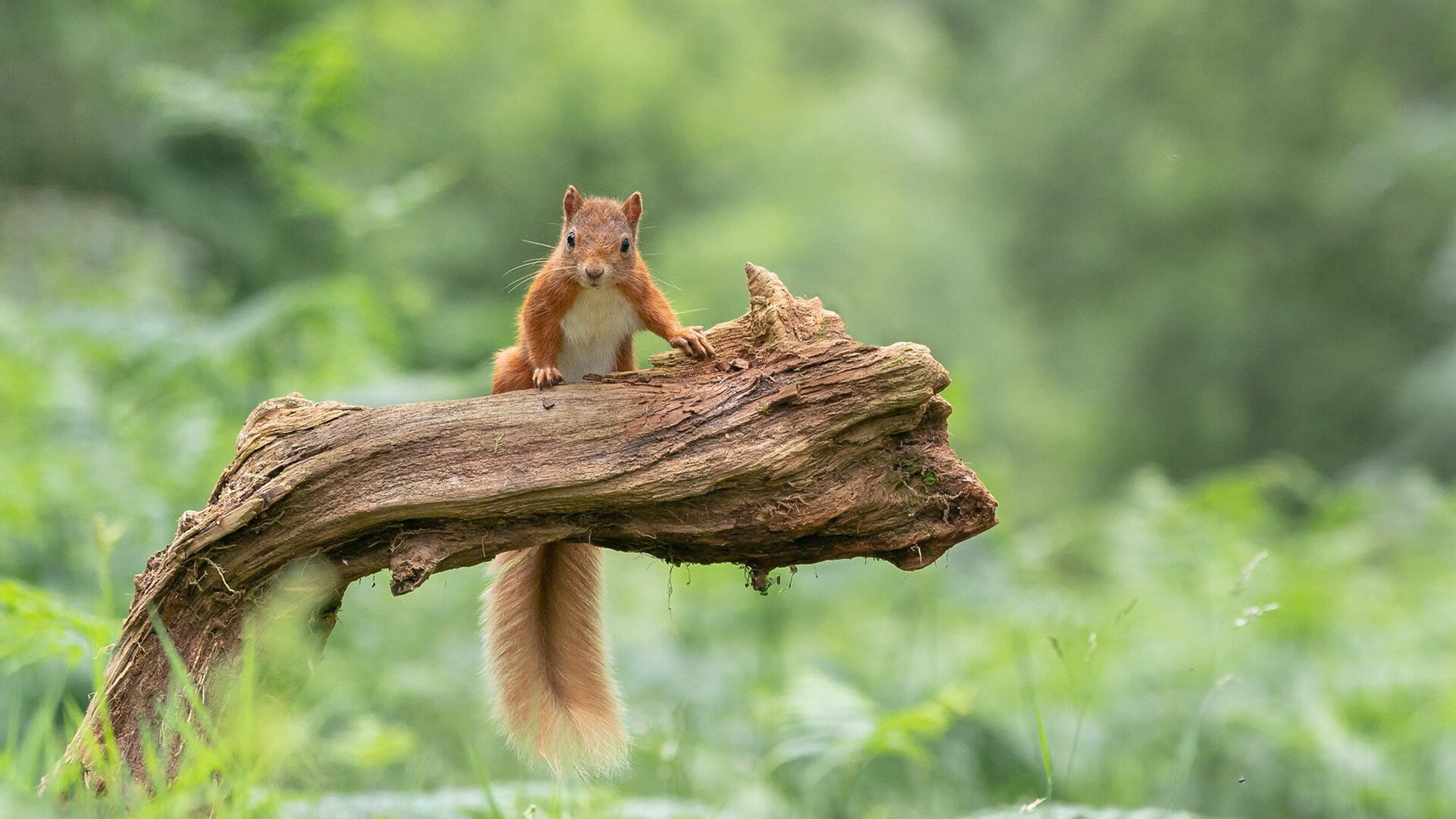 华体会在线-高校运动员心理调节干预策略，运动员的心理辅导