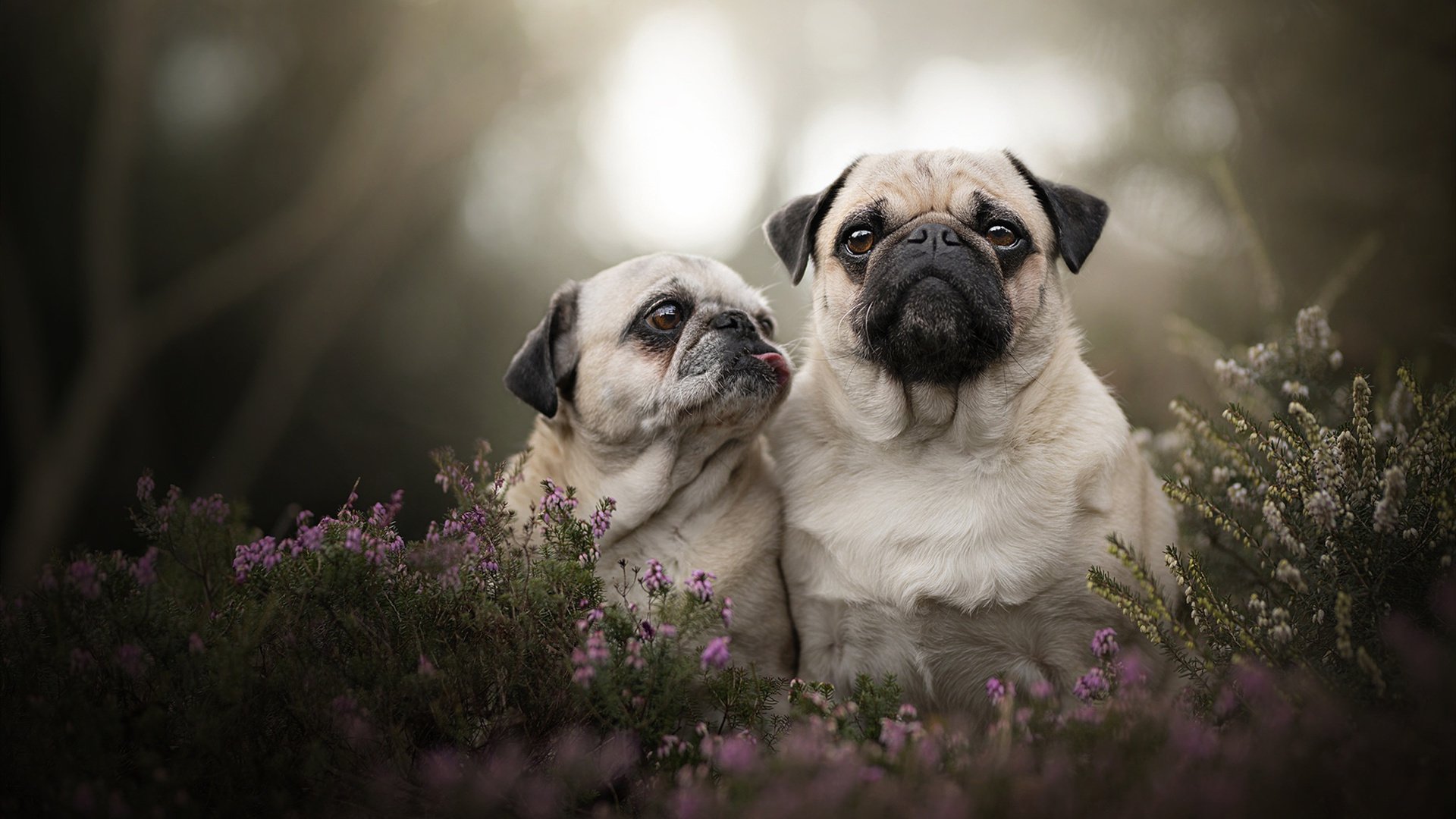 华体会在线登录-“2025世界运动会：飞盘赛场再现三叉湖激情与飞扬”