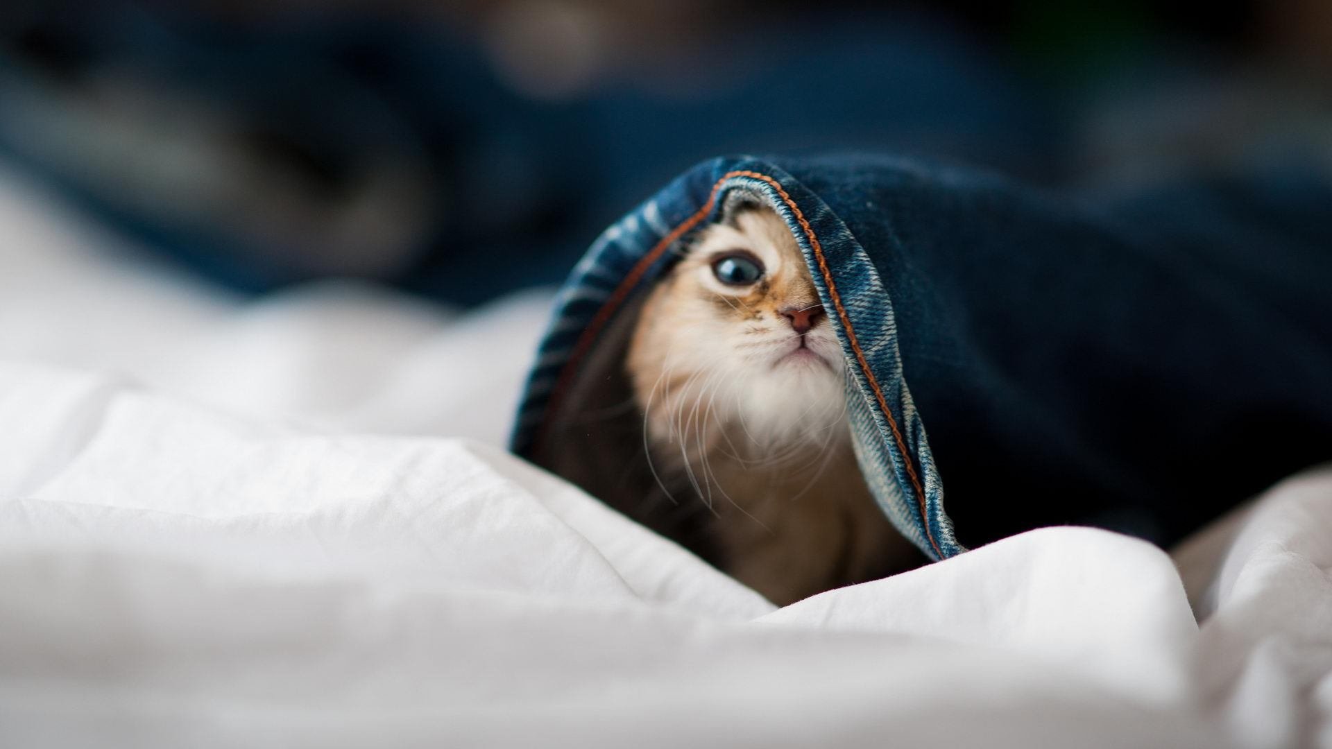 华体会登录地址-中国女篮重返亚洲巅峰 目标剑指奥运领奖台，中国女蓝晋级奥运会