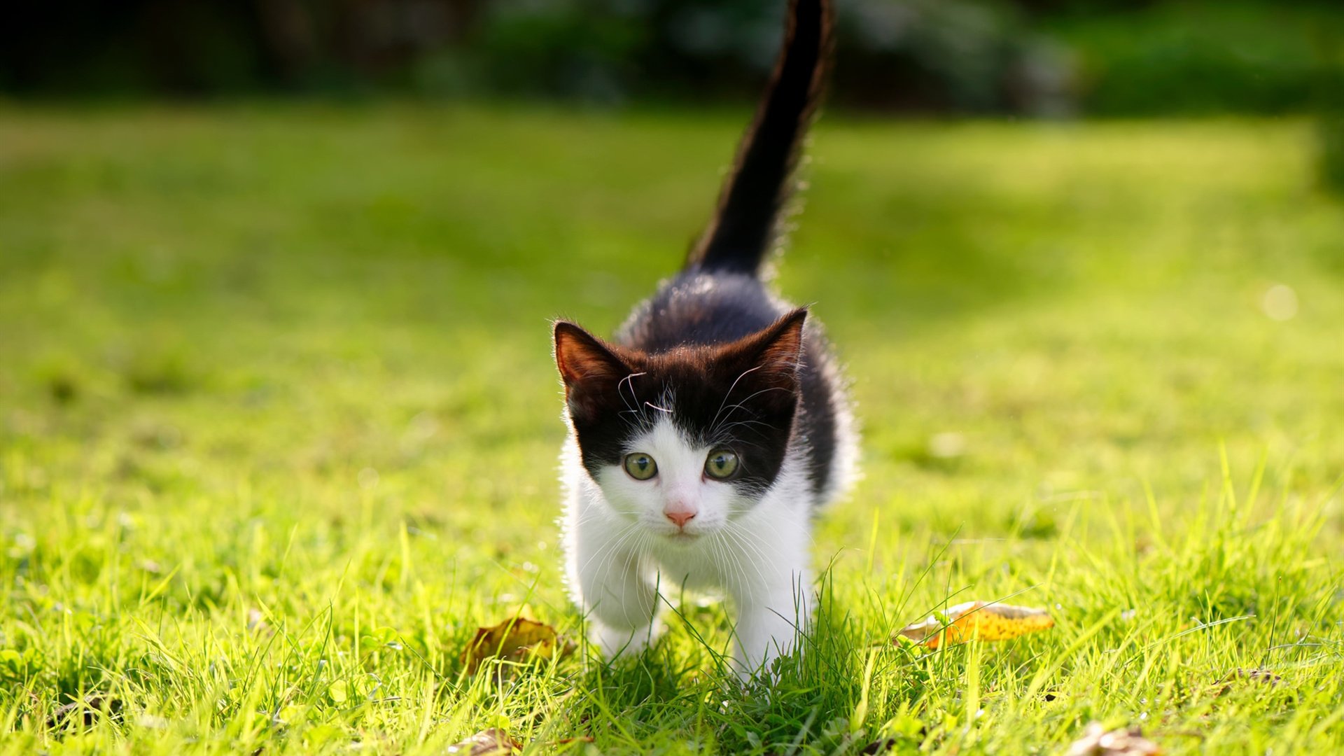 华体会在线-体育新闻中心推动体育赛事多角度高清直播技术，体育新闻现场直播