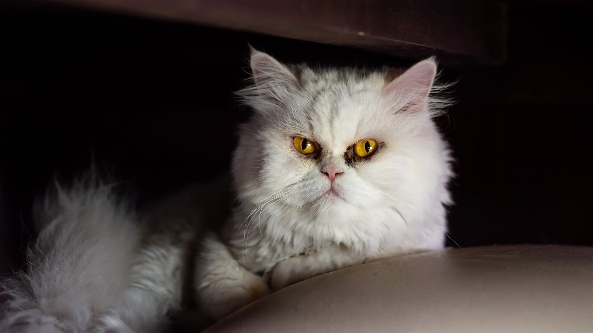 华体会app安装-新赛季球员形象识别系统支持动态人脸比对，球员模式