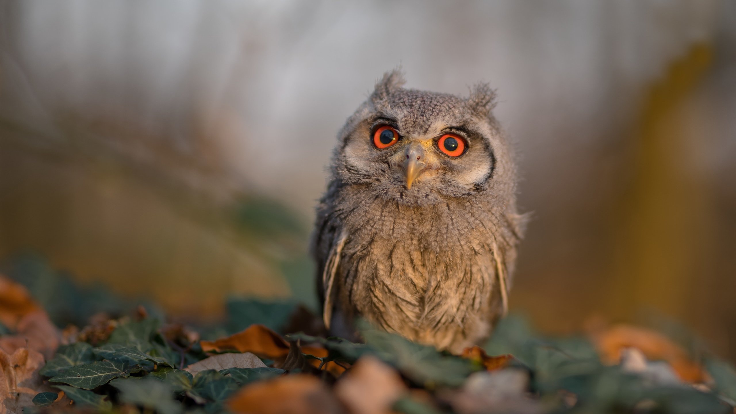 华体会app-尼尔·巴特尔的防守技巧,助袋鼠队坚固防线,尼尔巴雷特衣服