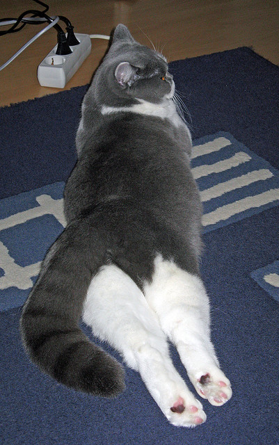 华体会网站-新闻中心公告体育发展重点县区名录及发展建议书,体育产业区域发展现状