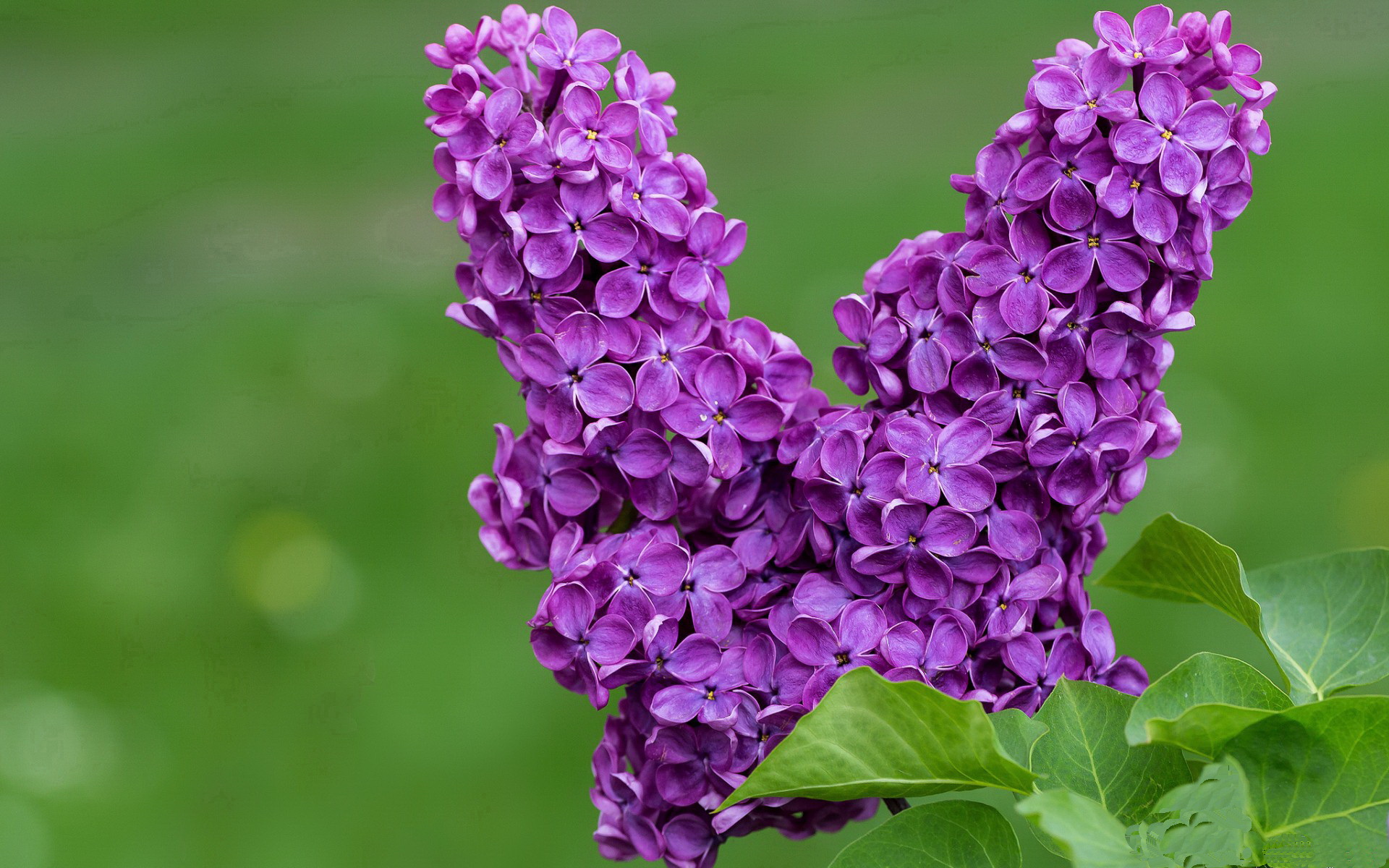 华体会app下载-橄榄球冠军锦标赛:南半球四国谁将称雄,2020年橄榄球锦标赛