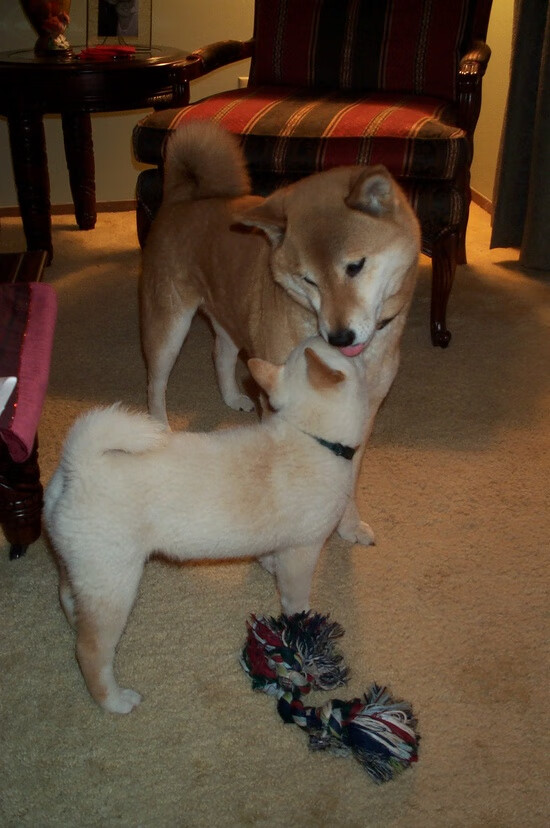 华体会登录-混合泳赛事瑞士全面应战,混合泳比赛项目