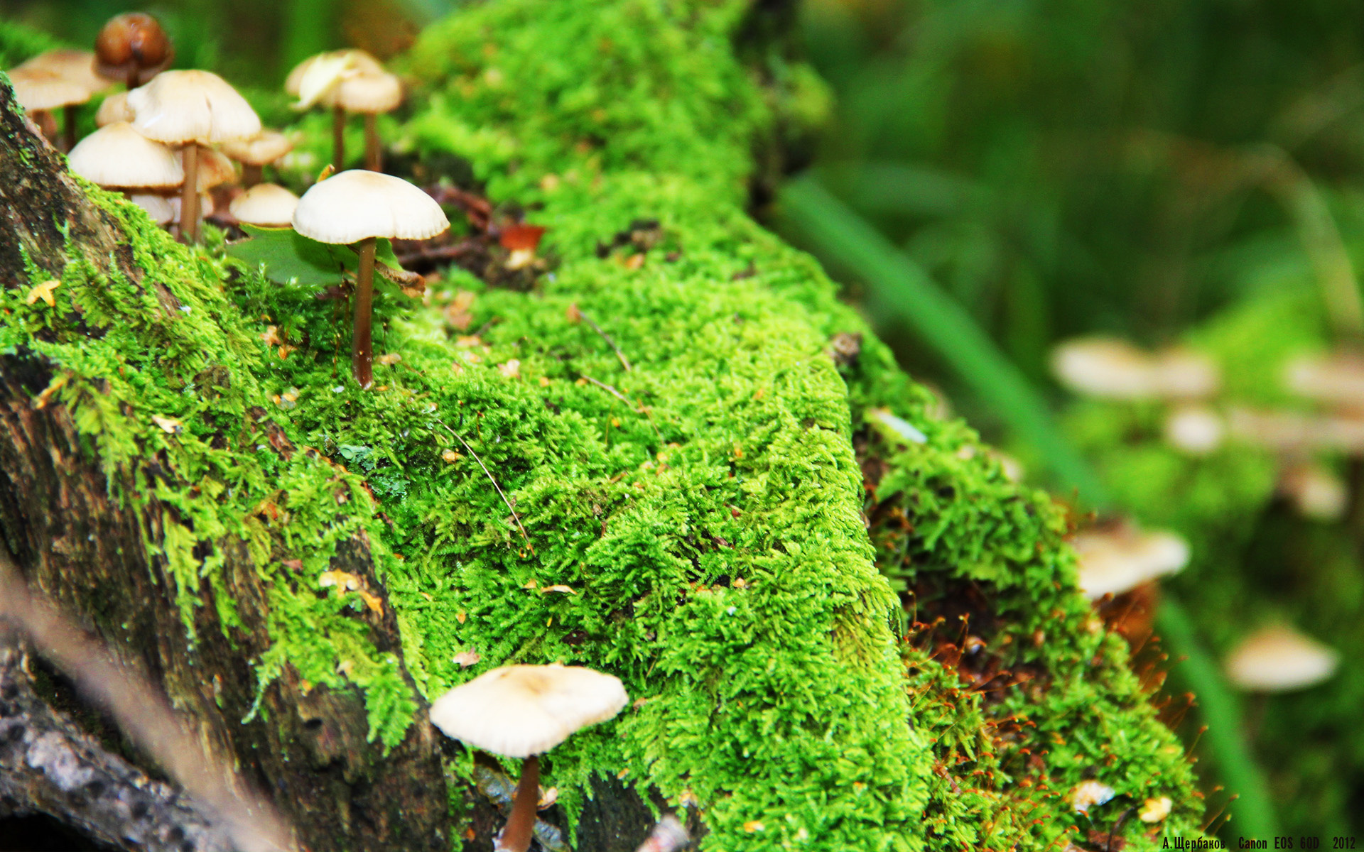 华体会登录-混合泳赛事瑞士全面应战,混合泳比赛项目