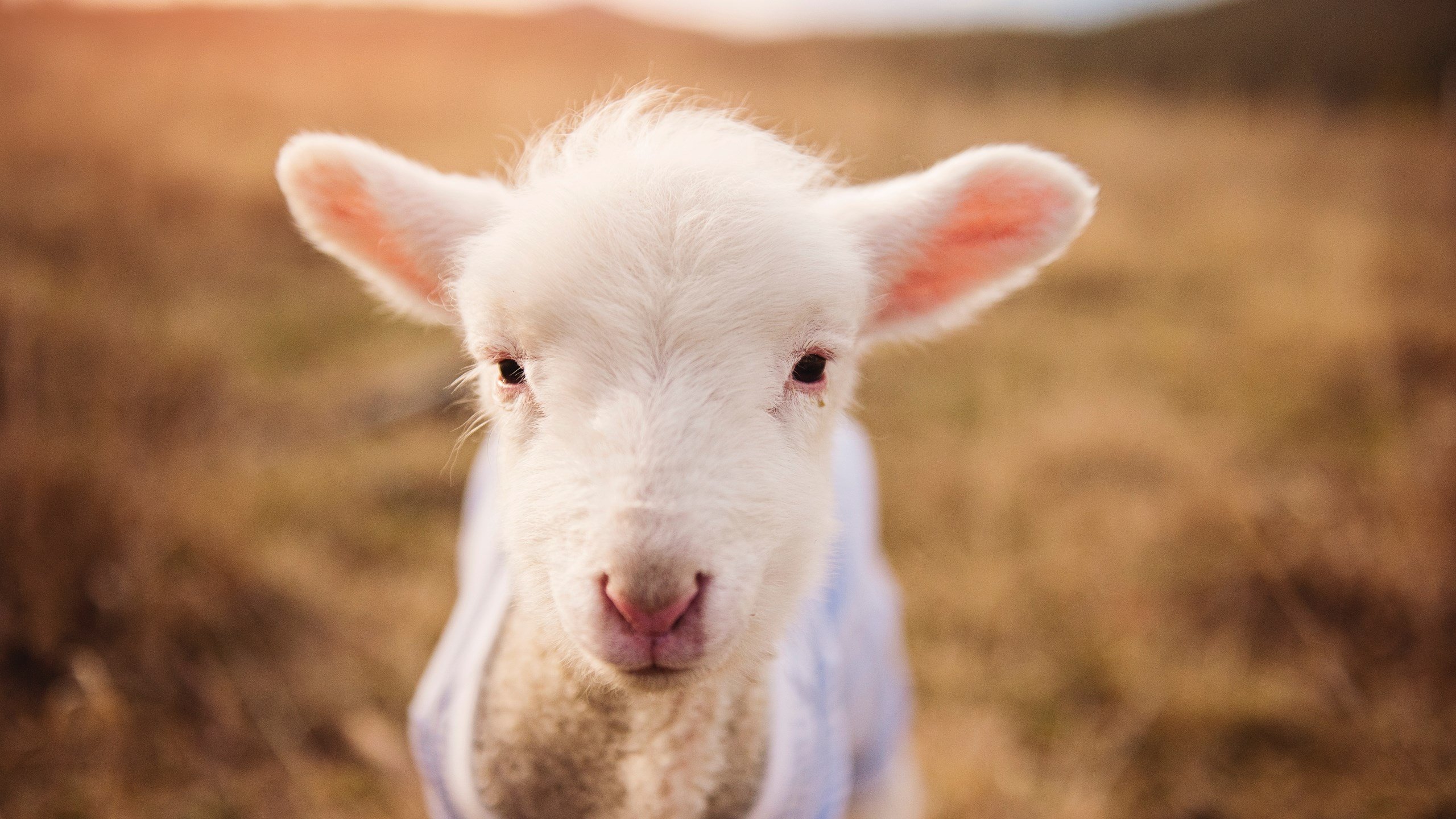 华体会官网-电竞文化创意节在全国范围同步开展,电竞文化创意节在全国范围同步开展了吗