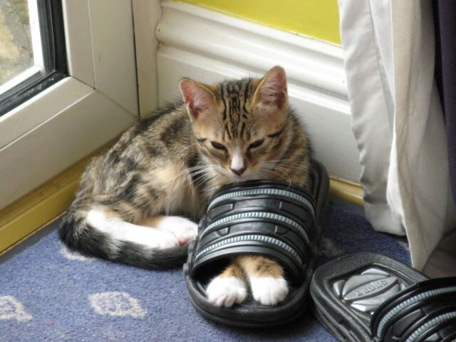 华体会网站-阿根廷女篮在南美锦标赛中夺冠,续写国家篮球辉煌,阿根廷南美预选赛赛程