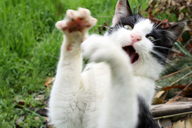 华体会手机网站-中国足球比赛直播互动与观众体验优化，足球比赛直播 中国